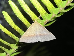 Epidesmia tryxaria