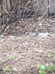 Zonotrichia leucophrys