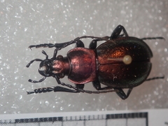 Carabus obsoletus