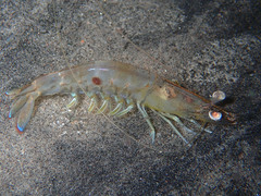 Penaeus latisulcatus