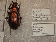 Carabus obsoletus