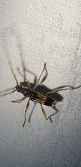 Coptocercus trimaculatus