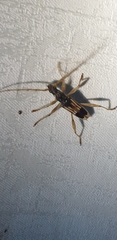 Coptocercus trimaculatus