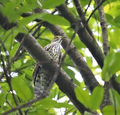 Hierococcyx sparverioides