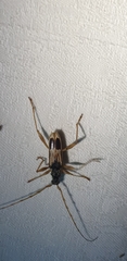 Coptocercus trimaculatus