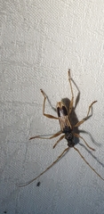 Coptocercus trimaculatus