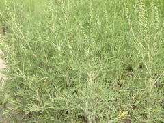 Ambrosia tenuifolia