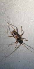Coptocercus trimaculatus