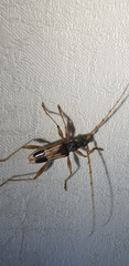 Coptocercus trimaculatus