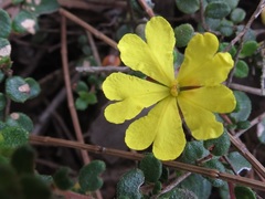 Hibbertia decumbens
