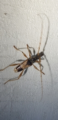 Coptocercus trimaculatus