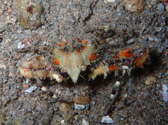 Rhinolambrus contrarius