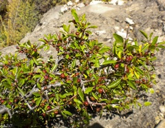 Rhamnus saxatilis