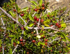 Rhamnus saxatilis