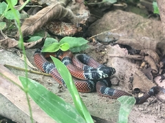 Erythrolamprus bizona