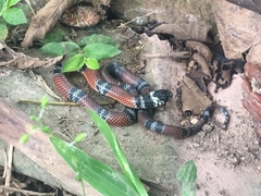 Erythrolamprus bizona