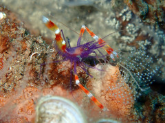 Stenopus tenuirostris