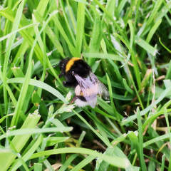 Bombus