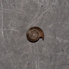 Aegopinella nitidula