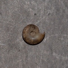 Aegopinella nitidula