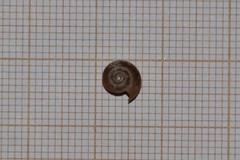 Aegopinella nitidula