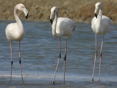 Phoenicopterus roseus