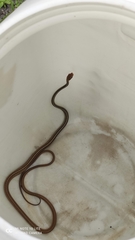 Chironius flavolineatus