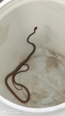 Chironius flavolineatus