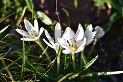 Colchicum hungaricum
