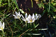 Colchicum hungaricum