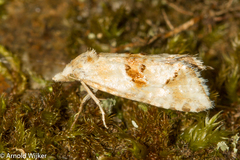 Cochylimorpha straminea