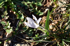 Colchicum hungaricum