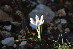 Colchicum hungaricum