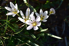 Colchicum hungaricum
