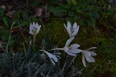 Colchicum hungaricum