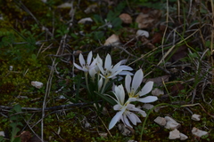 Colchicum hungaricum