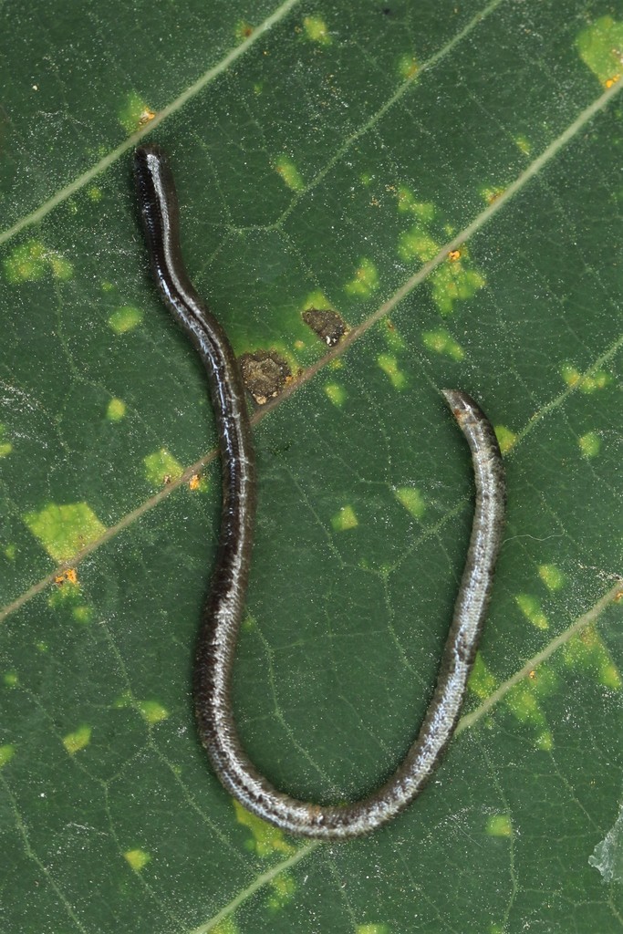Gerrhopilidae