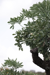 Cussonia transvaalensis