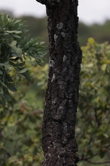 Cussonia transvaalensis