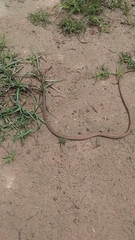 Chironius flavolineatus