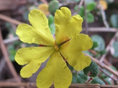 Hibbertia decumbens