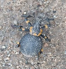 Brachycerus
