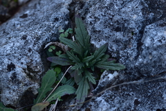 Ajuga chamaepitys