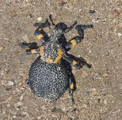 Brachycerus