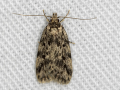 Barea turbatella