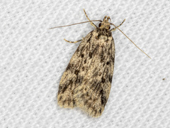 Barea turbatella