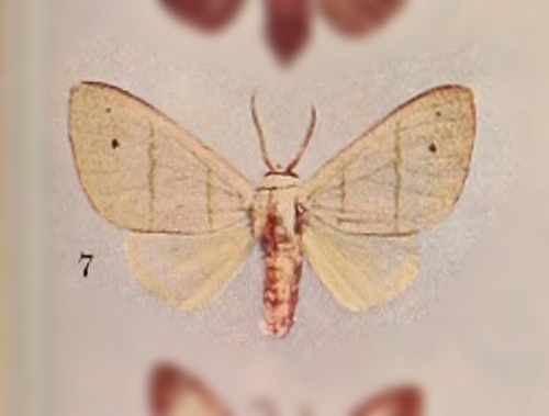 Zatrephes bicolorata · iNaturalist