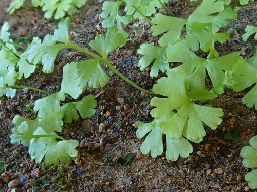 Anogramma leptophylla image