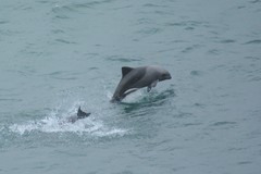 Cephalorhynchus heavisidii