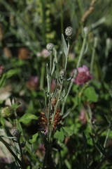 Centaurea ovina